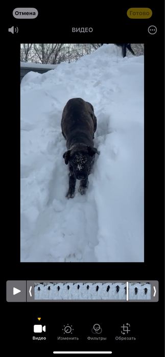 Отдам собачку в добрые руки