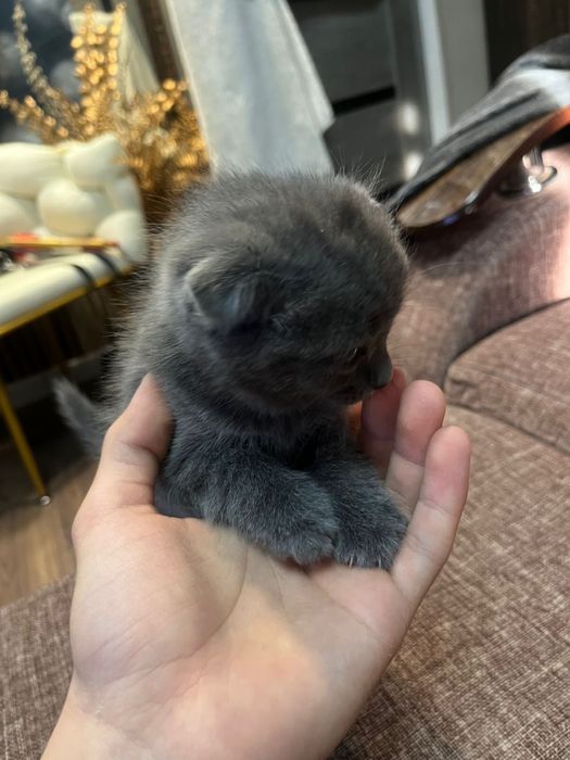 Кошка Девочка британка