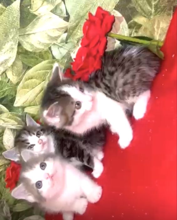 Котята британцы биколорные