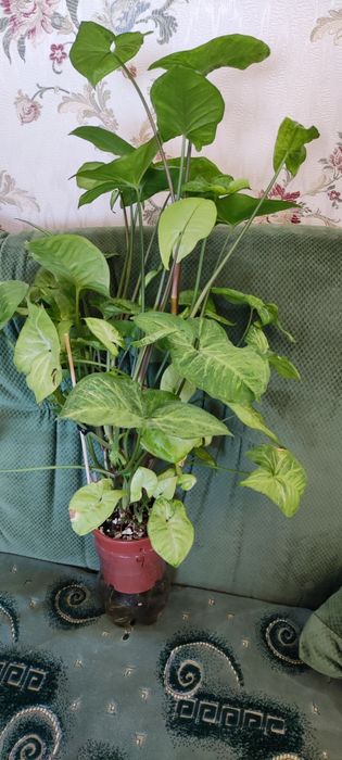 Сингониумы разных сортов