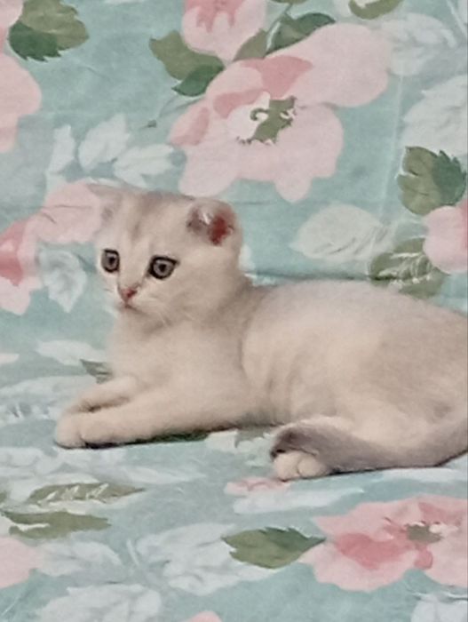 Срочно продаются шотландские котята серебряная шиншилла