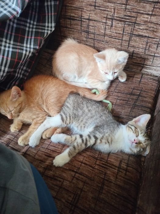 Котята ищут людей