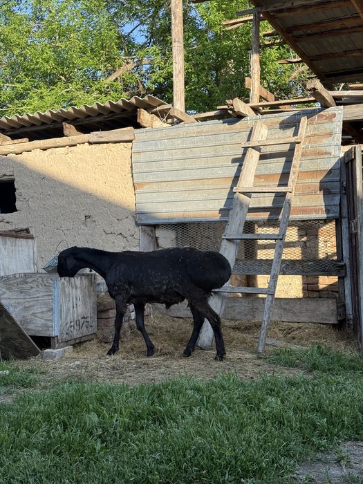 Гесар қошқар жасына енді толады