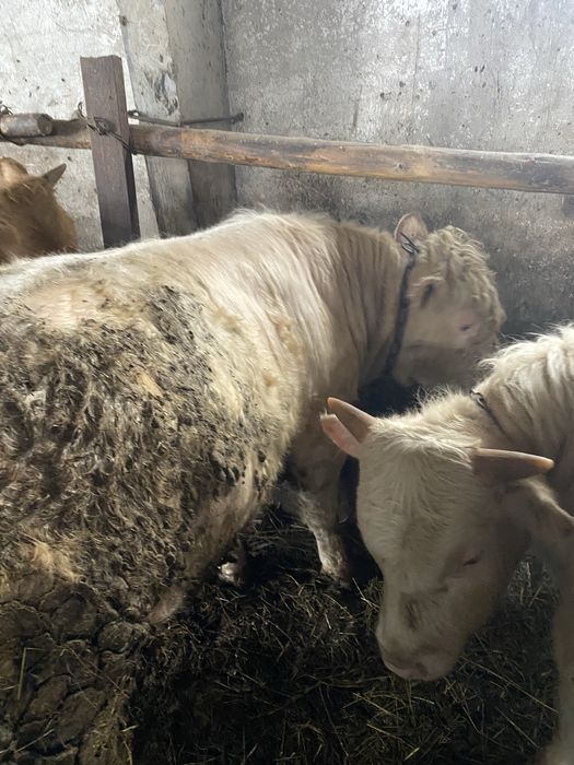 Бычки аулекольской проды