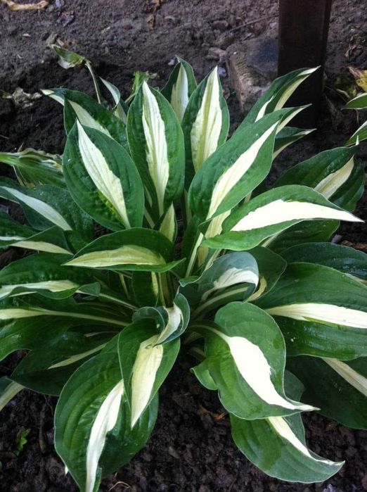 хосты -многолетние растения более 10 сортов