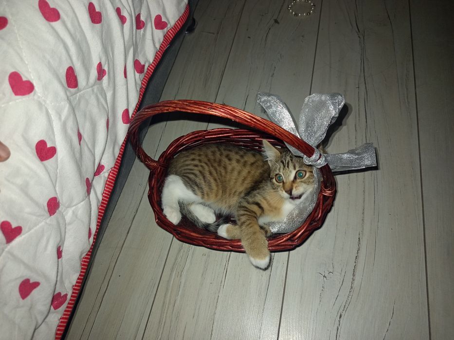 Котёнок девочька