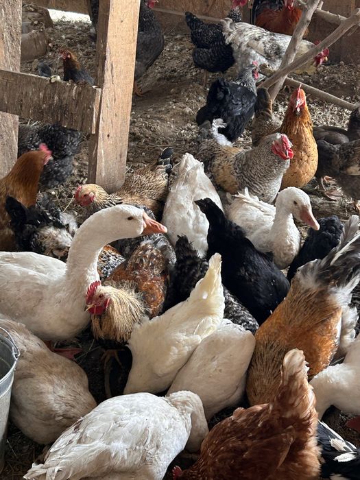 Продам молодых гусей