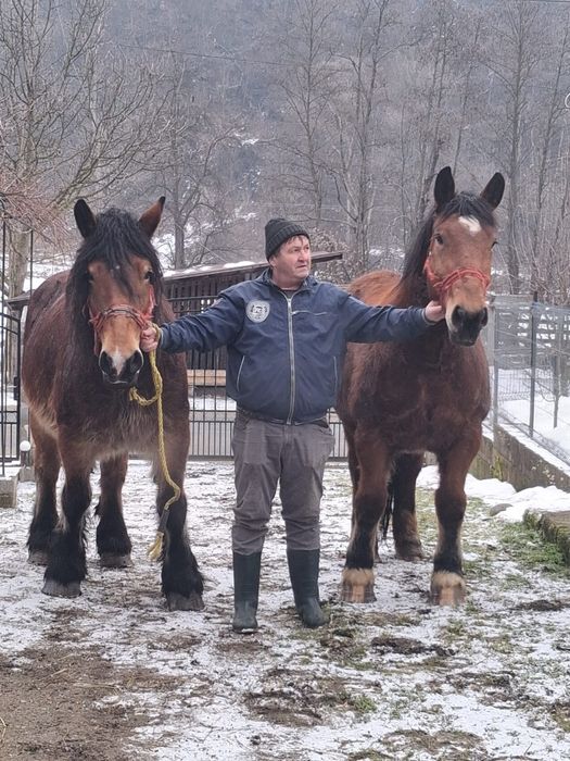 De vânzare una la alegere