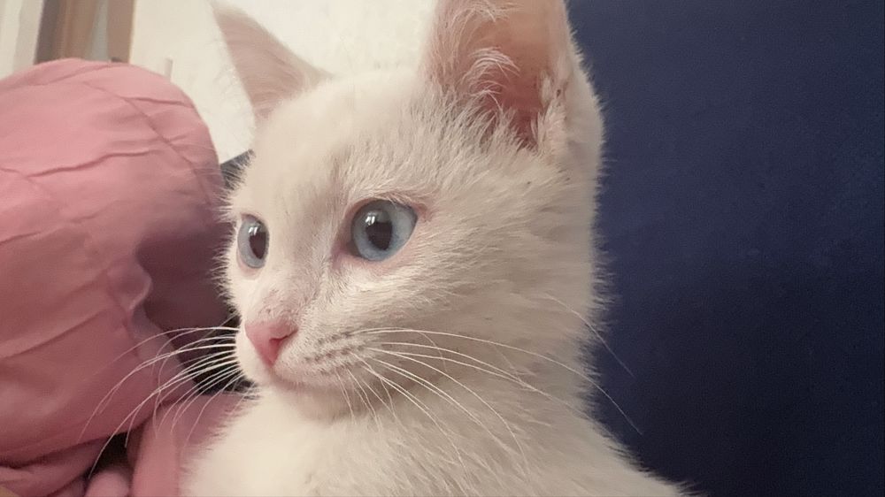 Кот 3 месяца , чистый , привитый