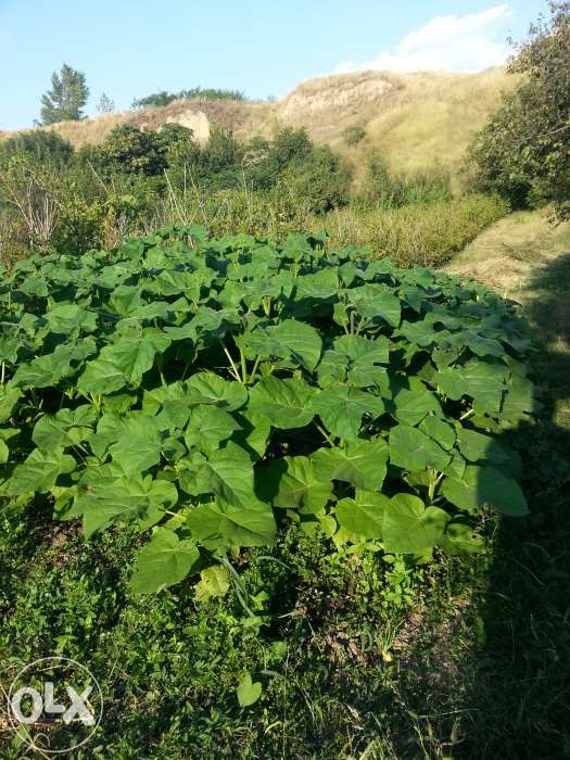 Puieti paulownia tomentosa