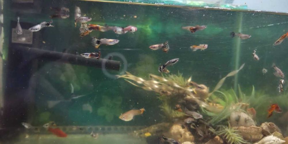 Zebrute Australiene, Perusi, canari, disponibili