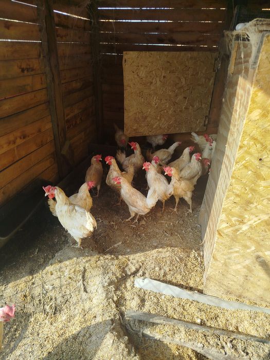 Продам курей несушек