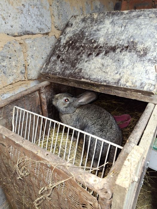 Продам кроликов разных возрастов.