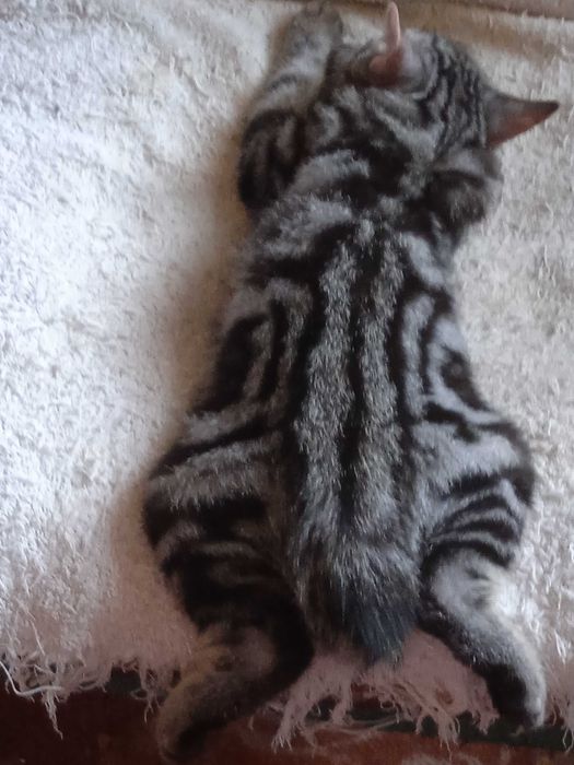 Котята породы курильский бобтейл