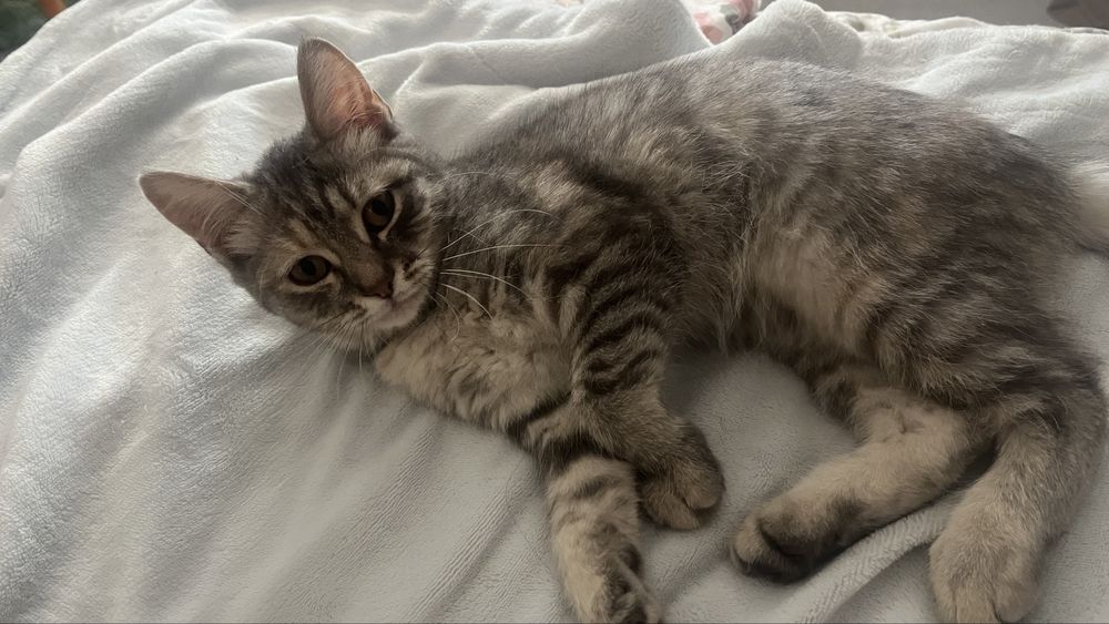 Котёнок Бесплатно