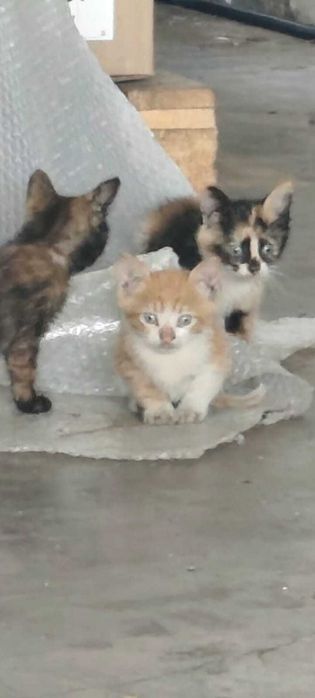 Adoptie pui de pisica Prichindeii