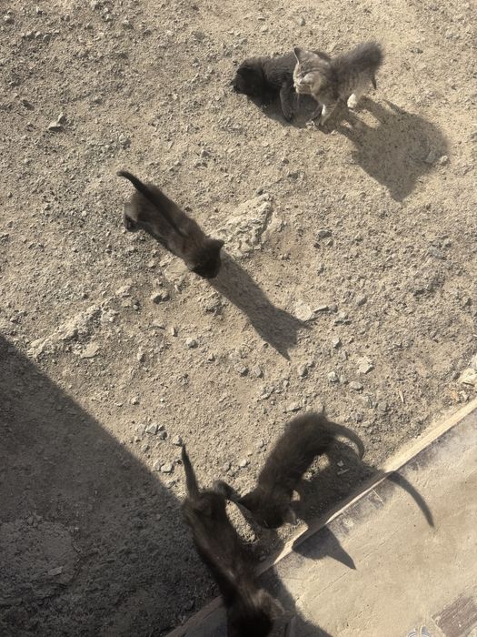 Мысык Котёнок кошки