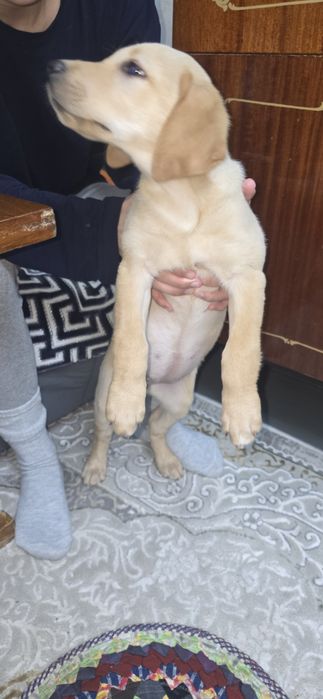 Лабрадор-ретривер