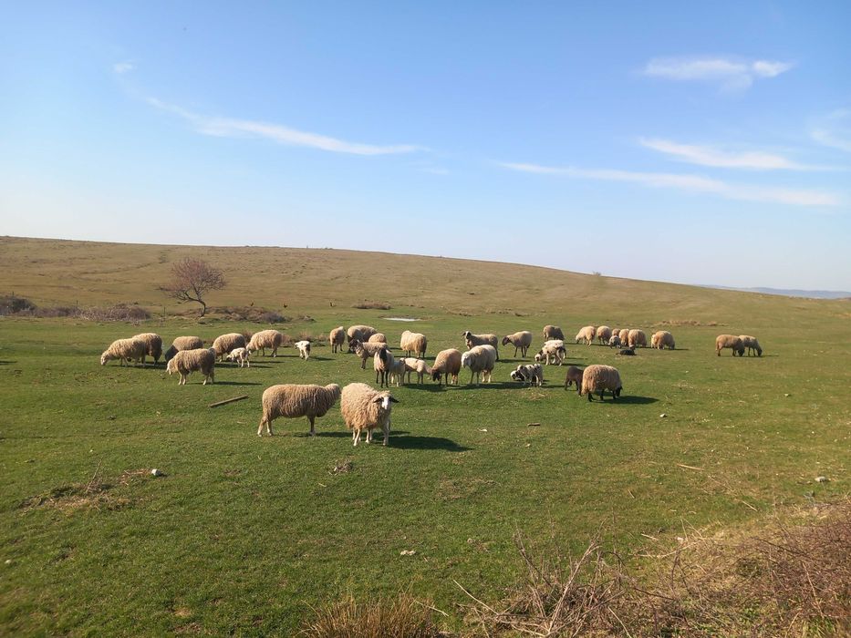 Vând 30 de oi cu miei. Preț  negociabil