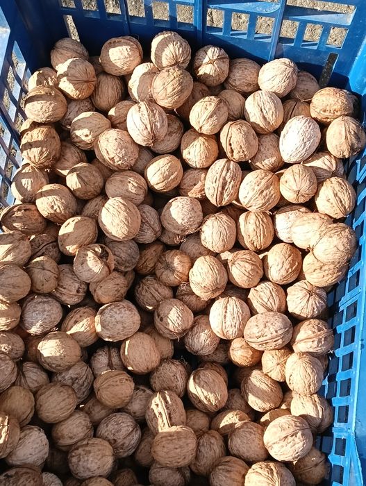 Vând nuci in coajă  de anul acesta
