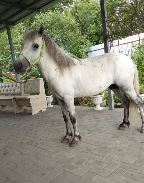 Продается Пони Кобылка 4 года