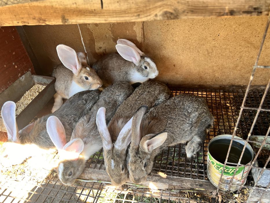 Кролики 2 месяца