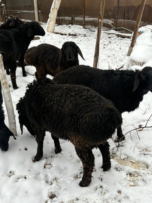 Тоқты қошқарлар