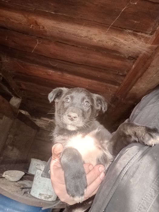 Отдам даром щенков