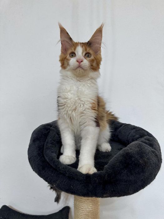 Fetita maine coon felisa autorizata cu pedigree