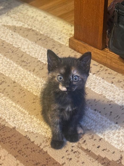 Отдам котенка в добрые руки!