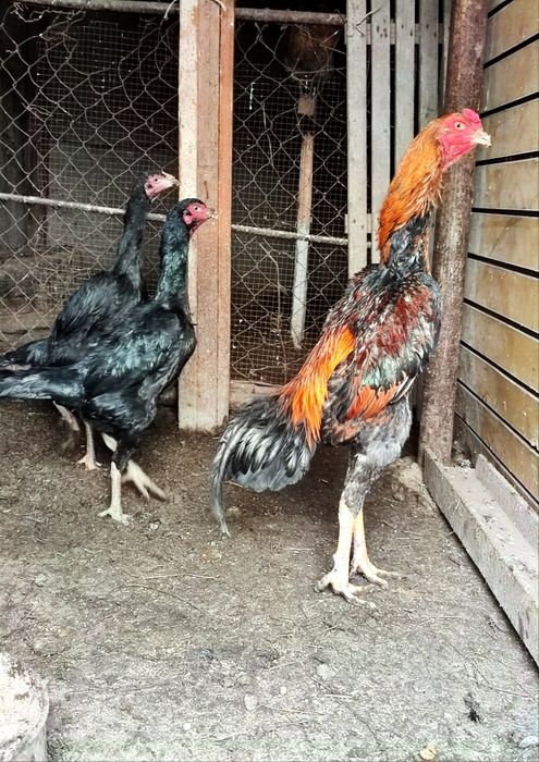 О Шамо бойцовый джужик