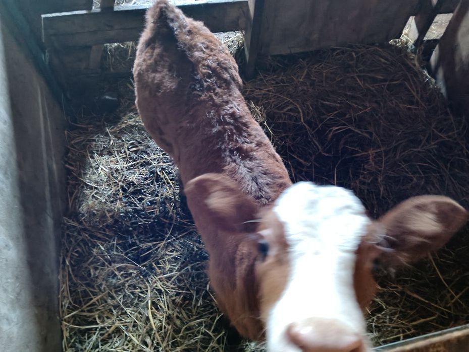 2 коровы и телёнок симментал