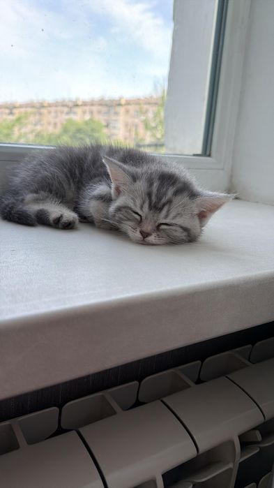 котенок скоттиш страйт, девочка