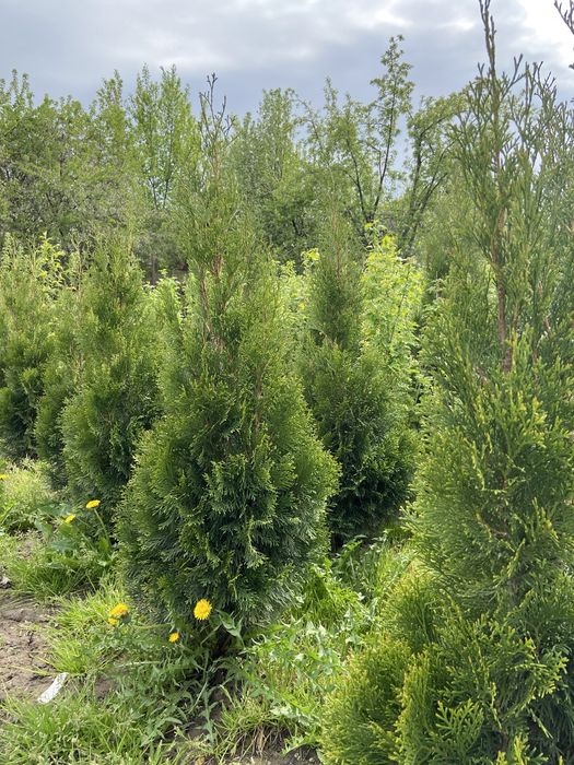 Туя западная 'Смарагд' продается