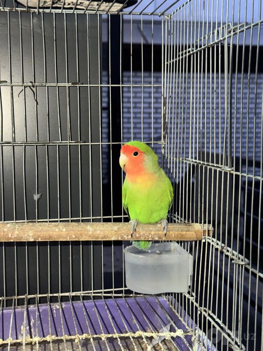 Love bird toti sotiladi