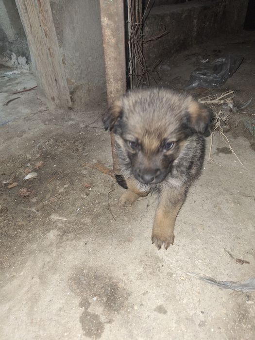 Немецкая овчарка 1 айлық