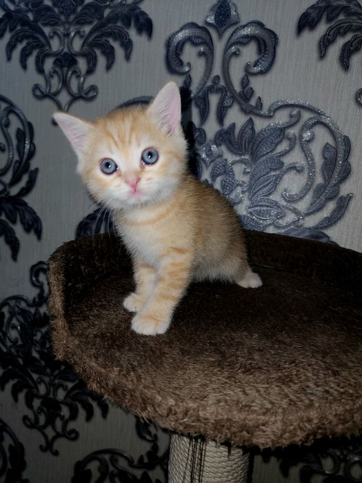 Scottish strayt shinshila sotiladi