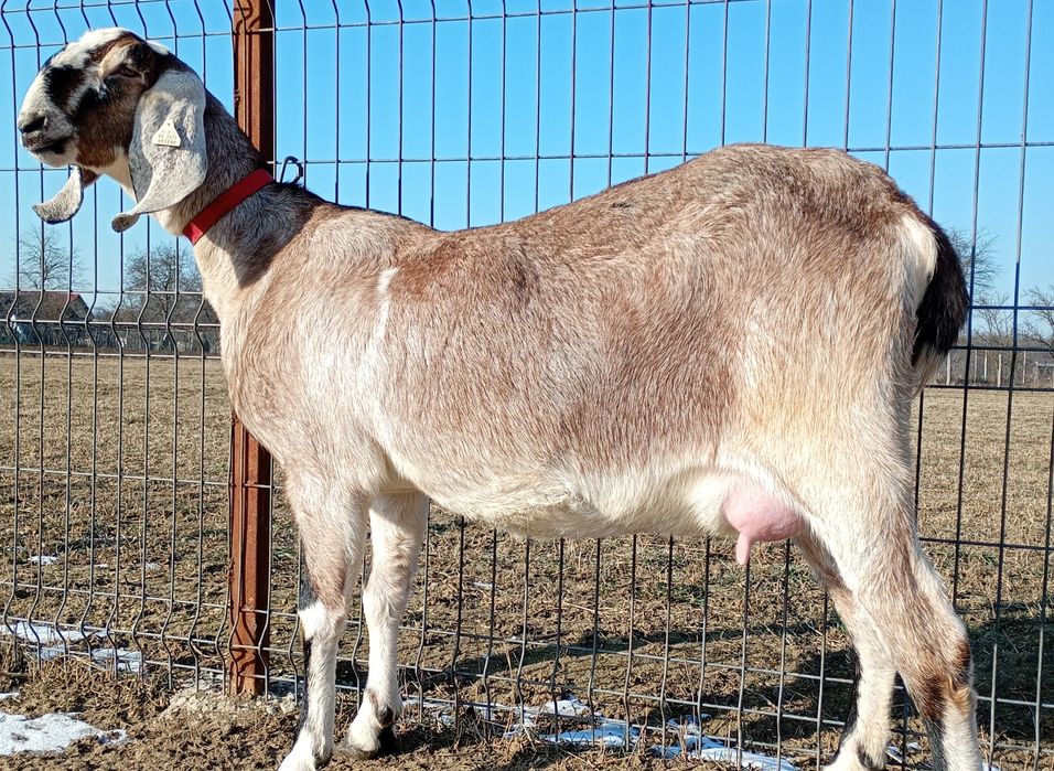 Anglonubiana la prima fătare