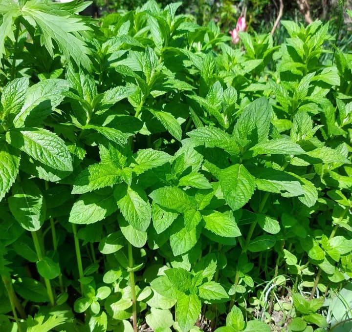 Продам местные фрукты