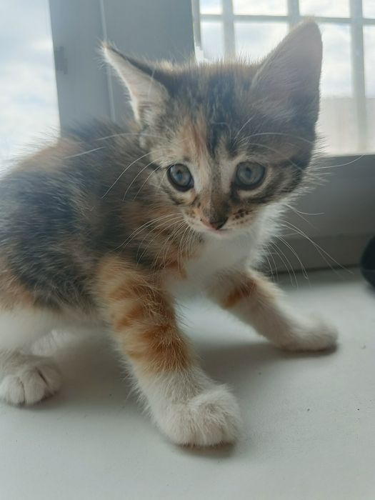Отдам котенка в хорошие руки