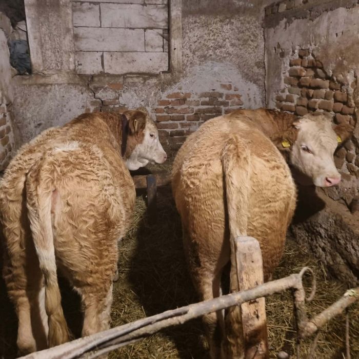 Vând tăurași și-o vitea 6 luni