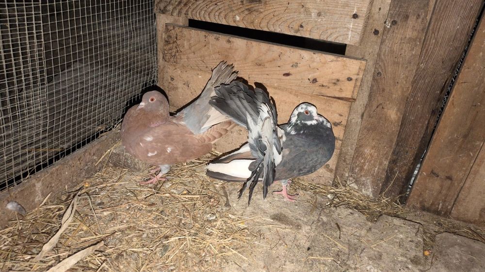 De vânzare porumbei  curcani