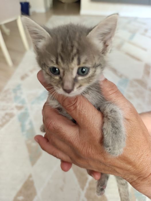 Отдам котенка в заботливые руки!