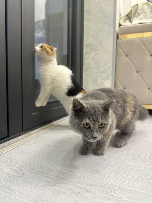 Шотландский висловухий болалари