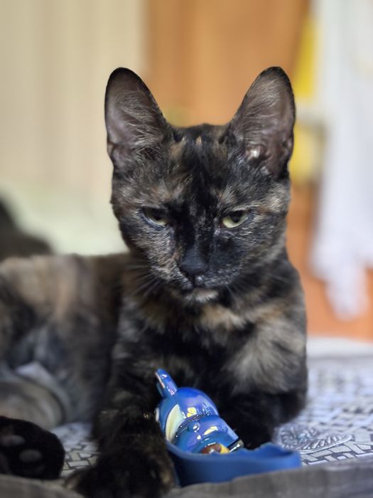 Ищу ласковой кошечке дом