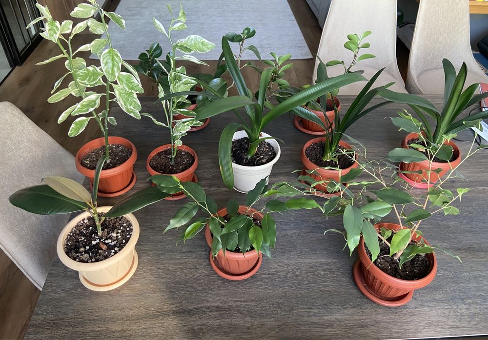 Фикус,женское счастье,кливия,герань, пеперомия