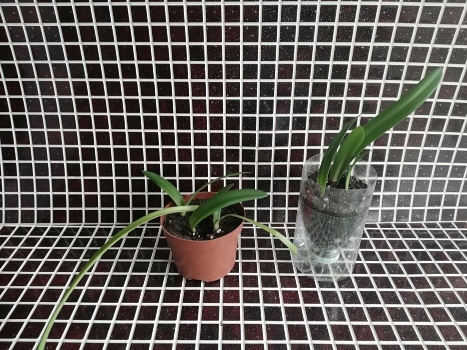 Излишки комнатных растений