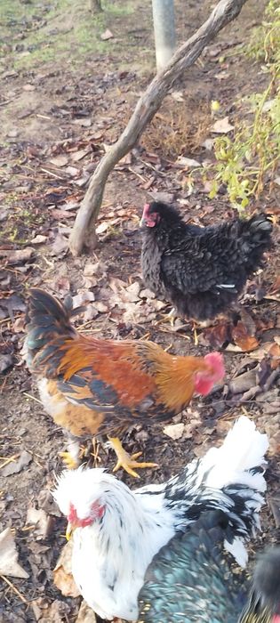 Продавам петлета