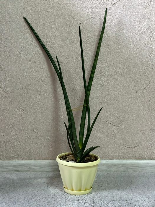 Продам цветок Сансевиерия