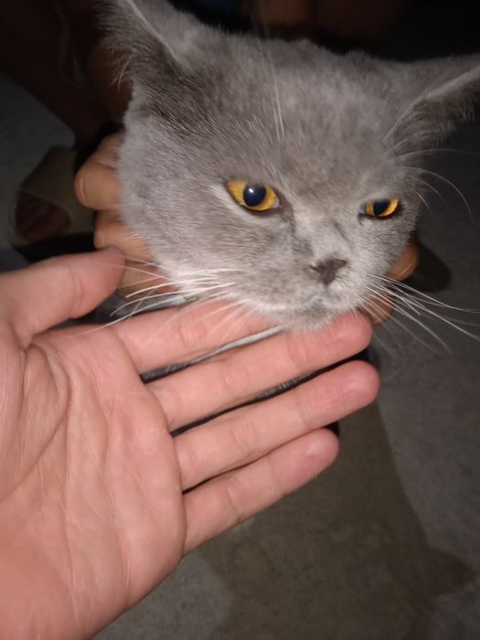 Британская короткошёрстная